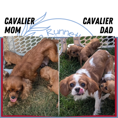 CAVALIER (02/10) FEMALE