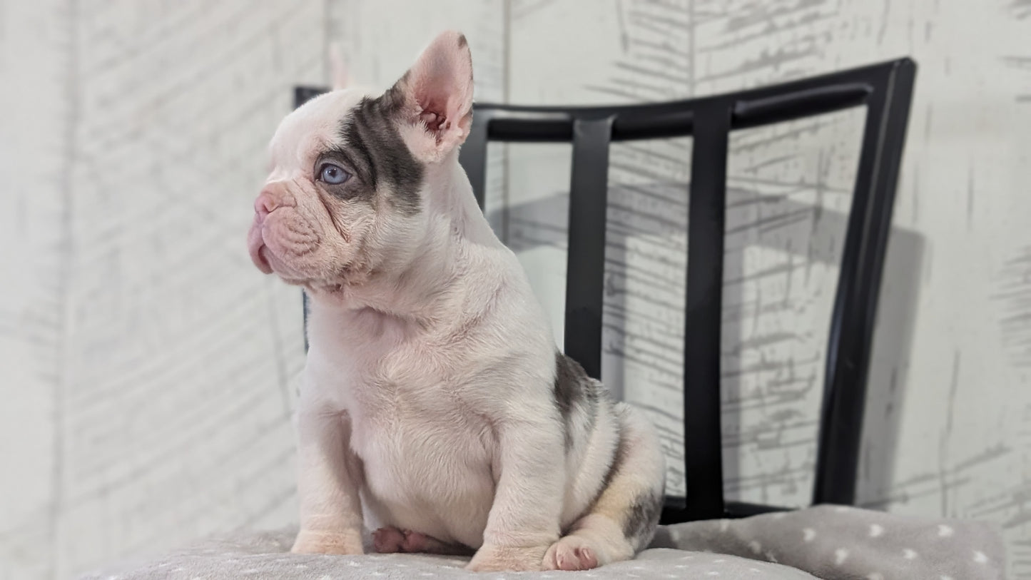 FRENCH BULLDOG (NOV 18) MALE