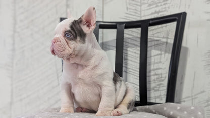 FRENCH BULLDOG (NOV 18) MALE