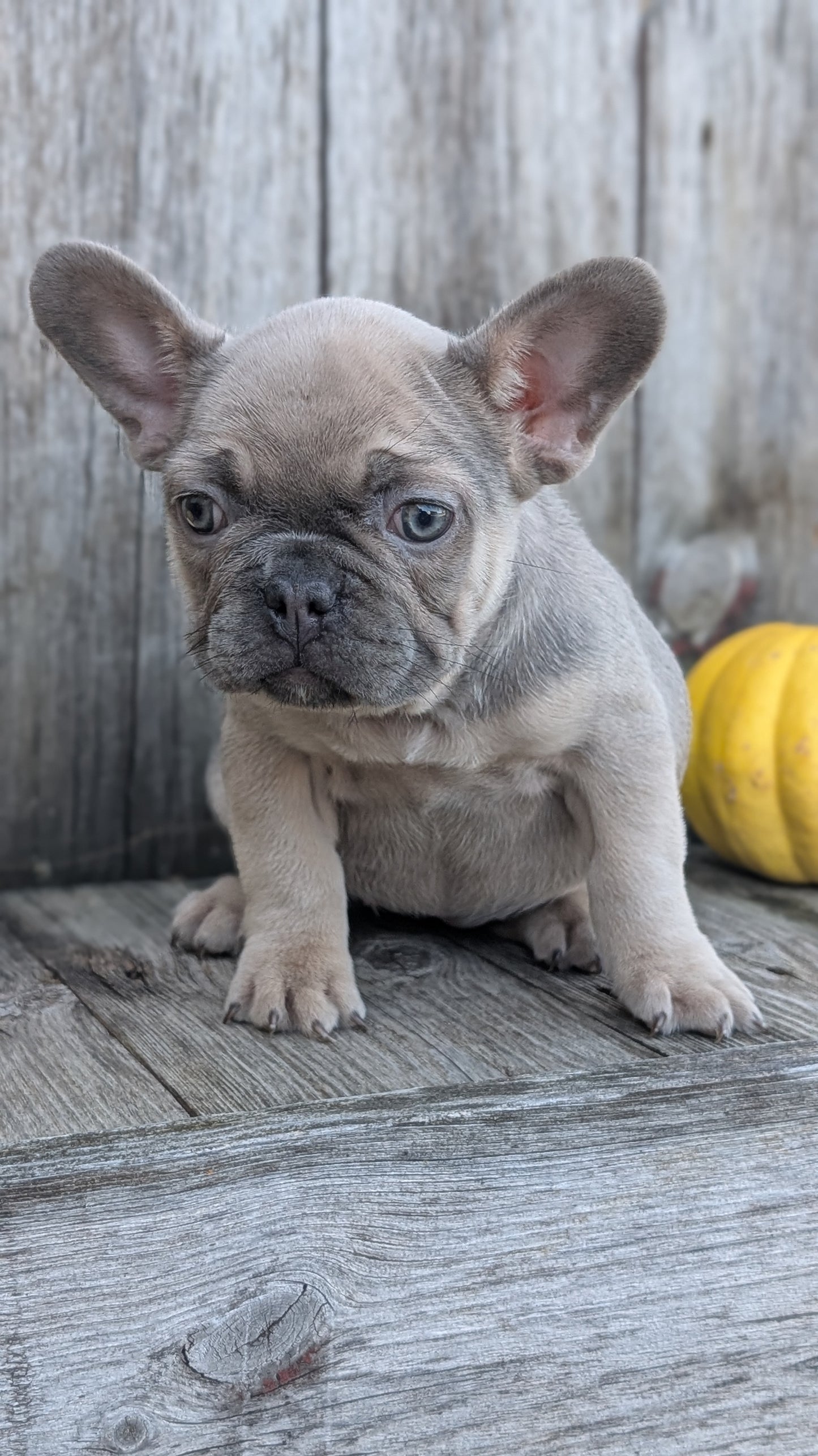 FRENCH BULLDOG (09/09) FEMALE