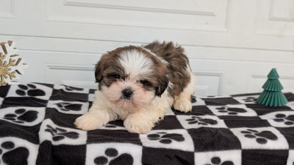 SHIH TZU (NOV 15) FEMALES