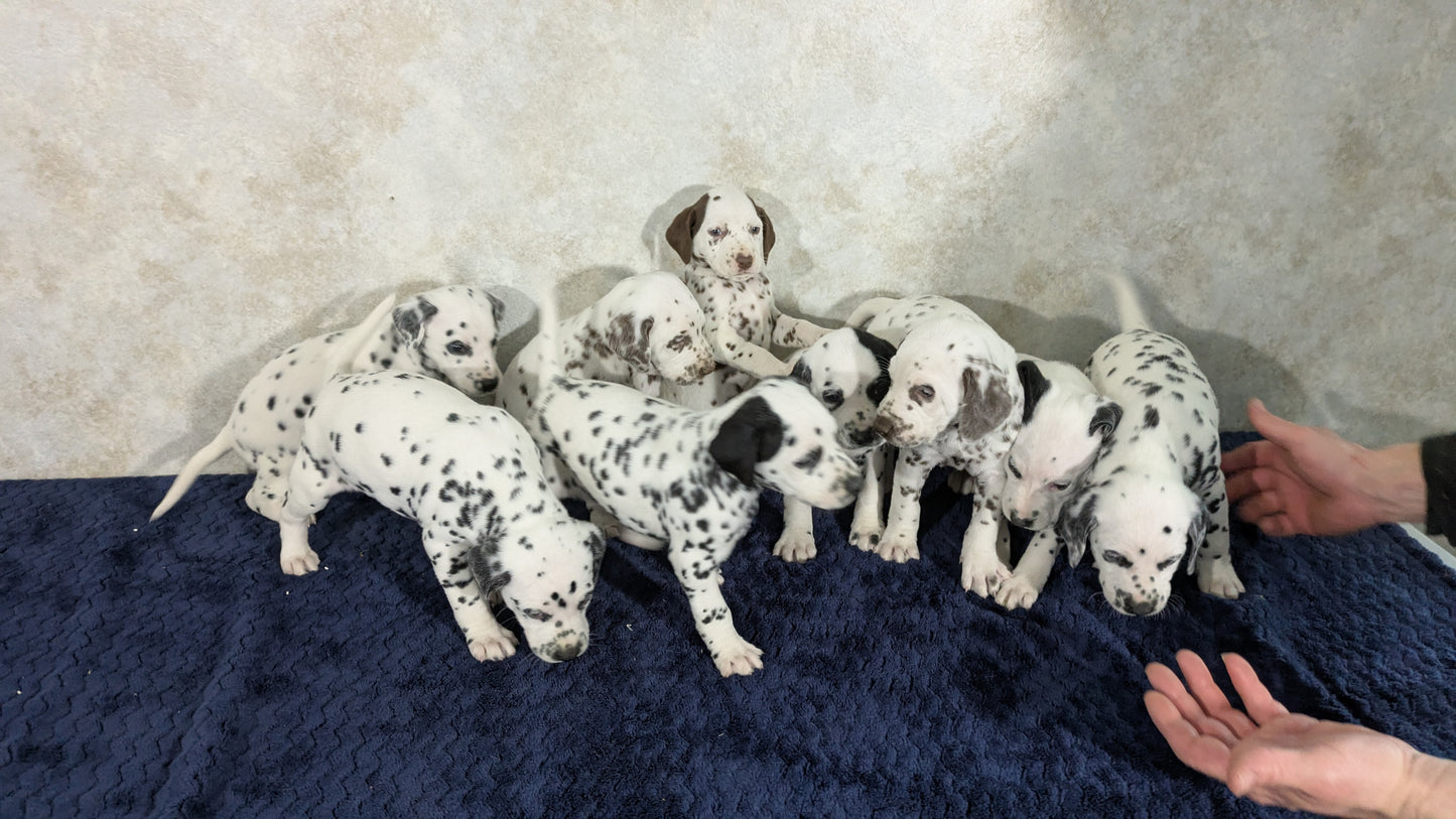 DALMATIAN (02/14) FEMALE