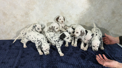 DALMATIAN (02/14) FEMALE