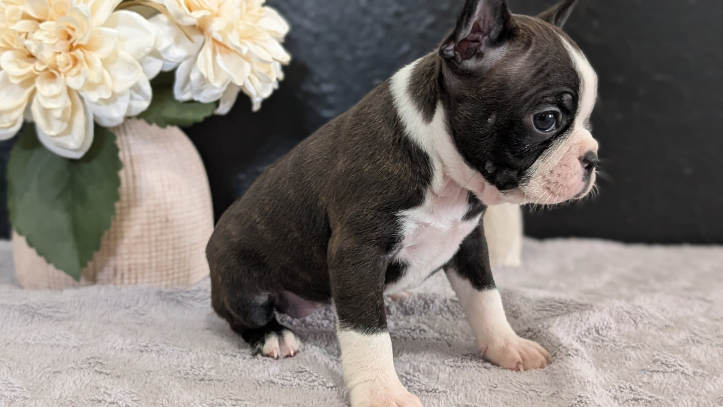 BOSTON TERRIER (FEB 09) FEMALES