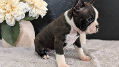 BOSTON TERRIER (FEB 09) FEMALES