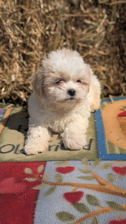 TEDDY BEAR (02/18) MALE