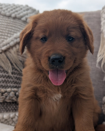 GOLDEN RETRIEVER (JUL 01) MALES