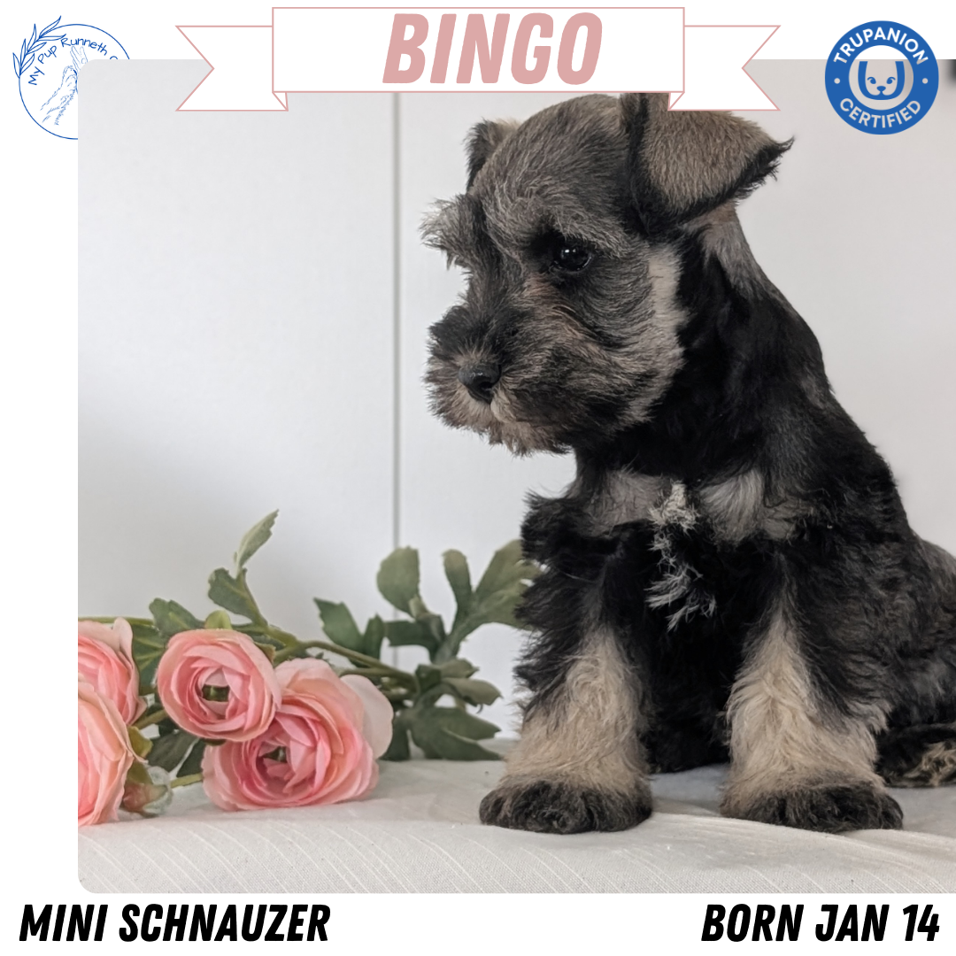 MINI SCHNAUZER (JAN 14) MALES