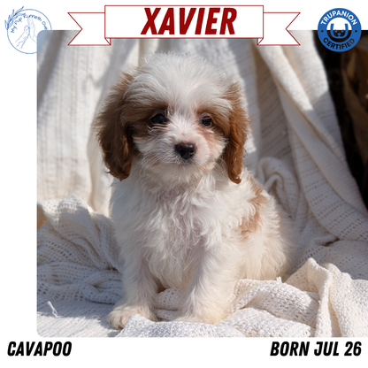 CAVAPOO (07/26) MALE