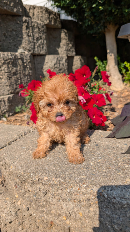 CAVAPOO (05/29) MALE