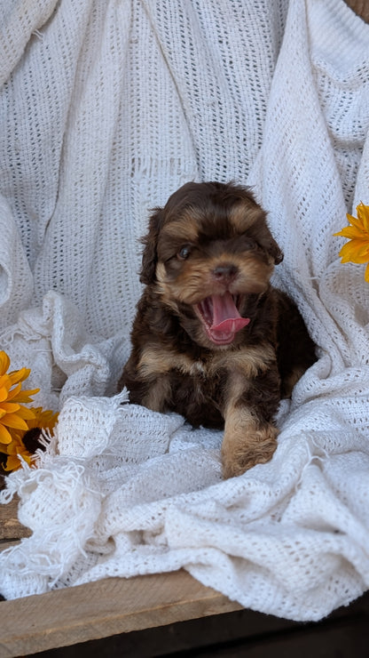 COCKAPOO (06/02) FEMALE