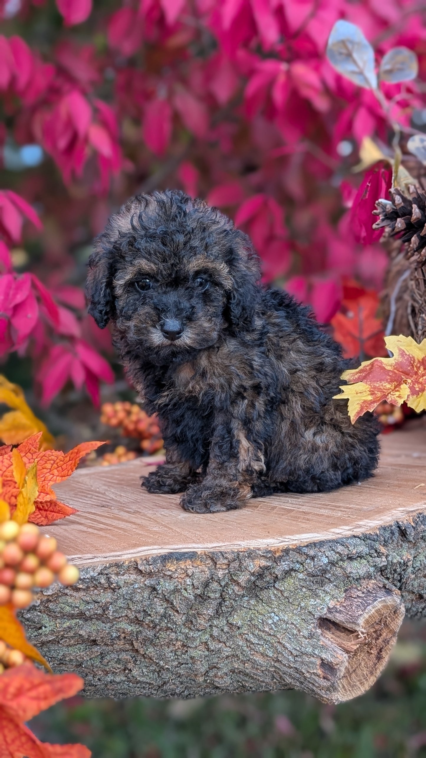 TOY POODLE (09/10) MALE