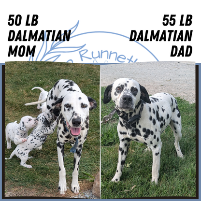 DALMATIAN (06/09) MALE
