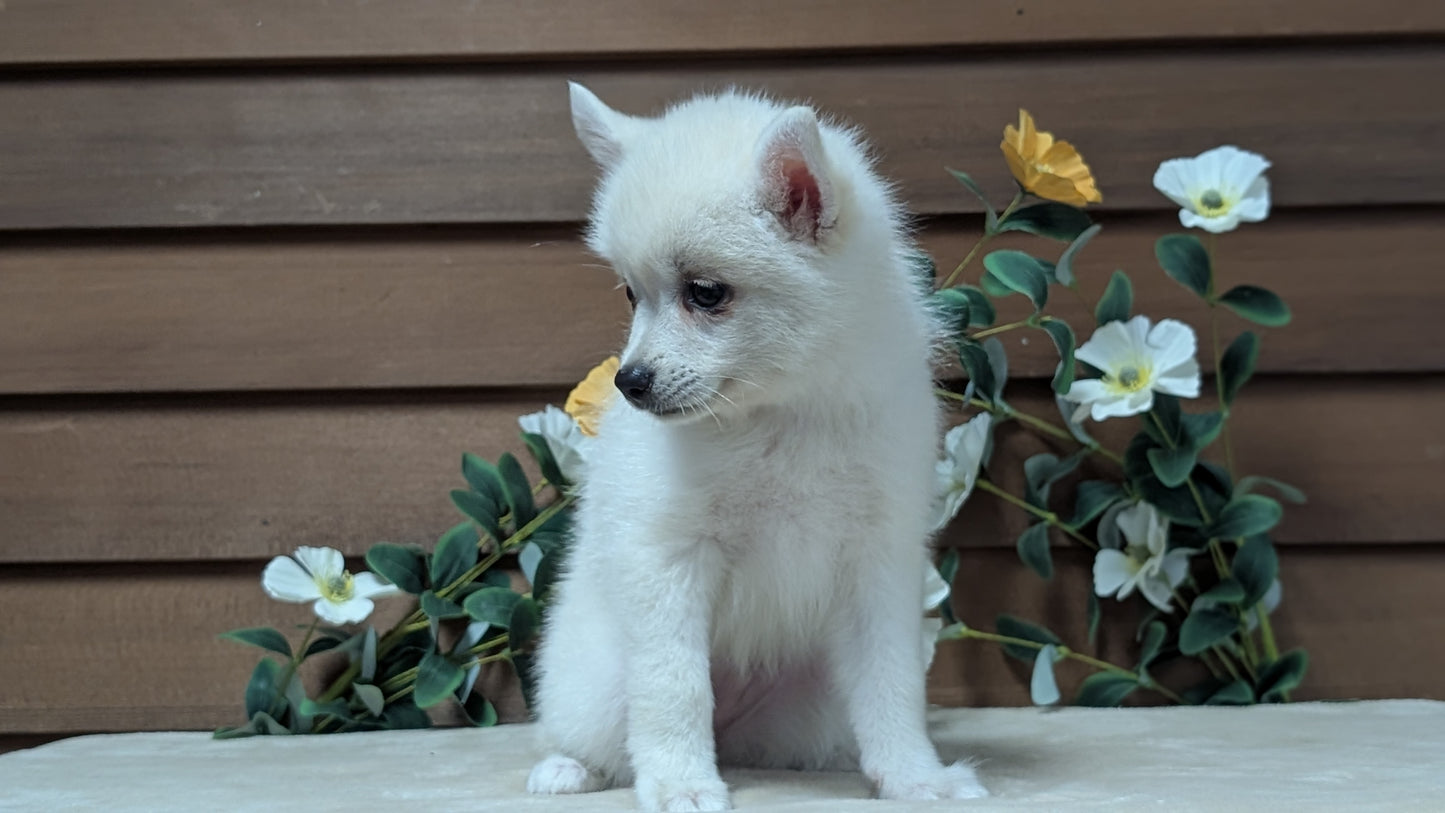 POMSKY (JUL 03) 1 MALE/3 FEMALES