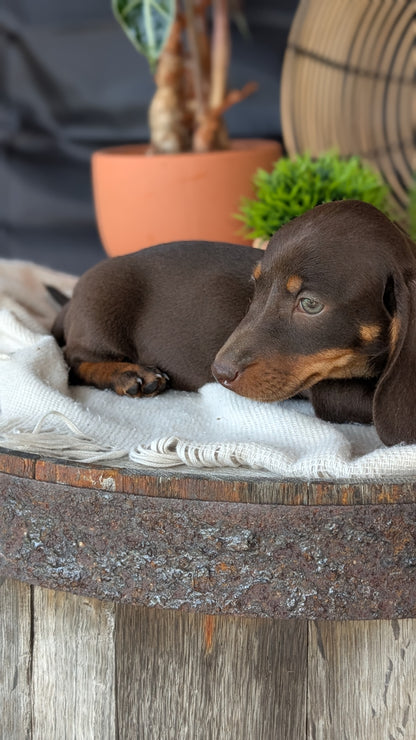 MINI DACHSHUND (MAY 26) MALE