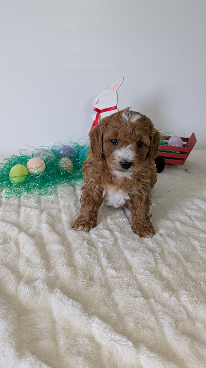 MINI GOLDENDOODLE (02/28) MALE