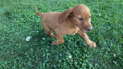 IRISH SETTER (07/20) FEMALE