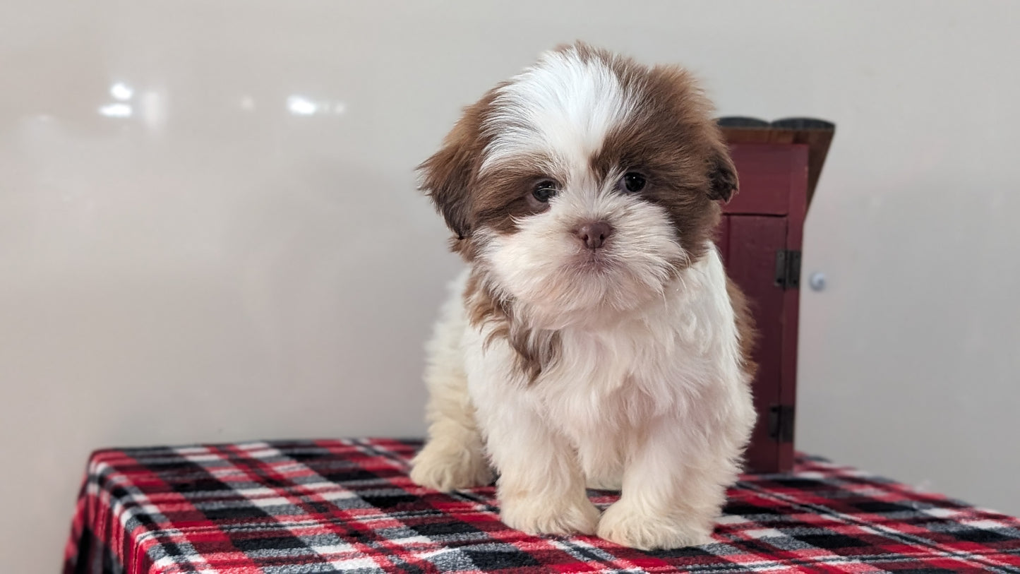 SHIH TZU (DEC 10) MALES