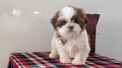 SHIH TZU (DEC 10) MALES