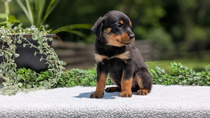 ROTTWEILER (05/28) FEMALE