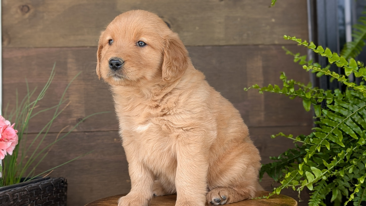 GOLDEN RETRIEVER (MAR 27) FEMALES