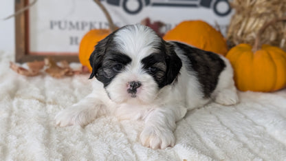 SHIH TZU (AUG 17) 2 FEMALES/3 MALES
