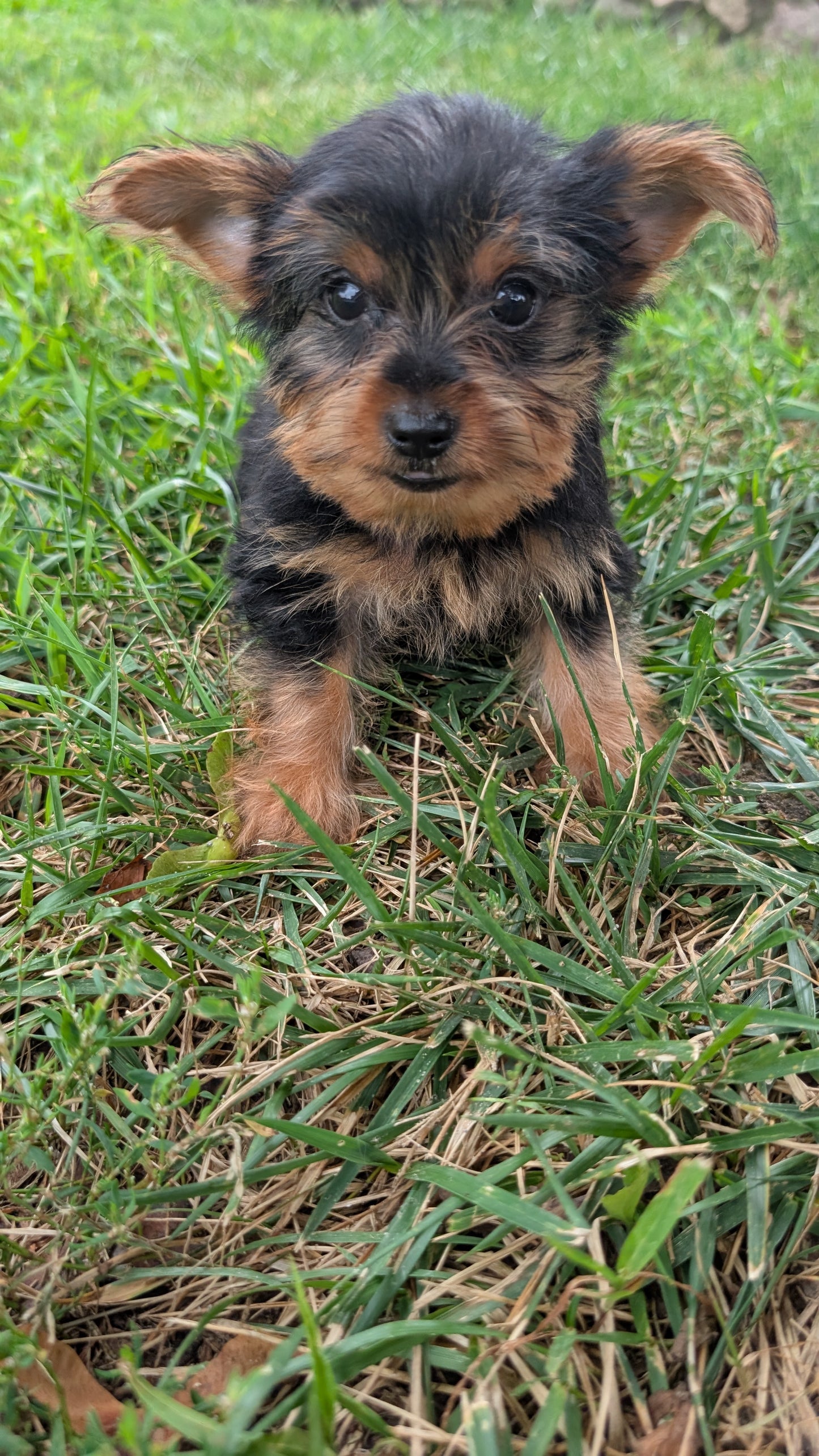 YORKSHIRE TERRIER (06/14) FEMALE