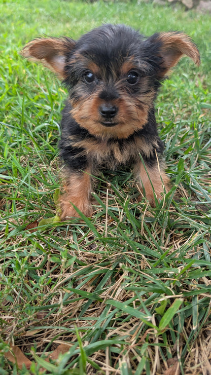 YORKSHIRE TERRIER (06/14) FEMALE