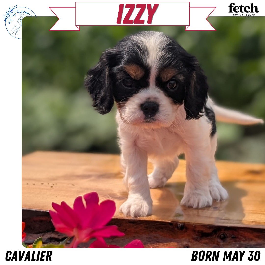 CAVALIER (MAY 30) FEMALES