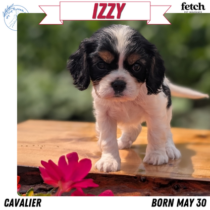 CAVALIER (MAY 30) FEMALES