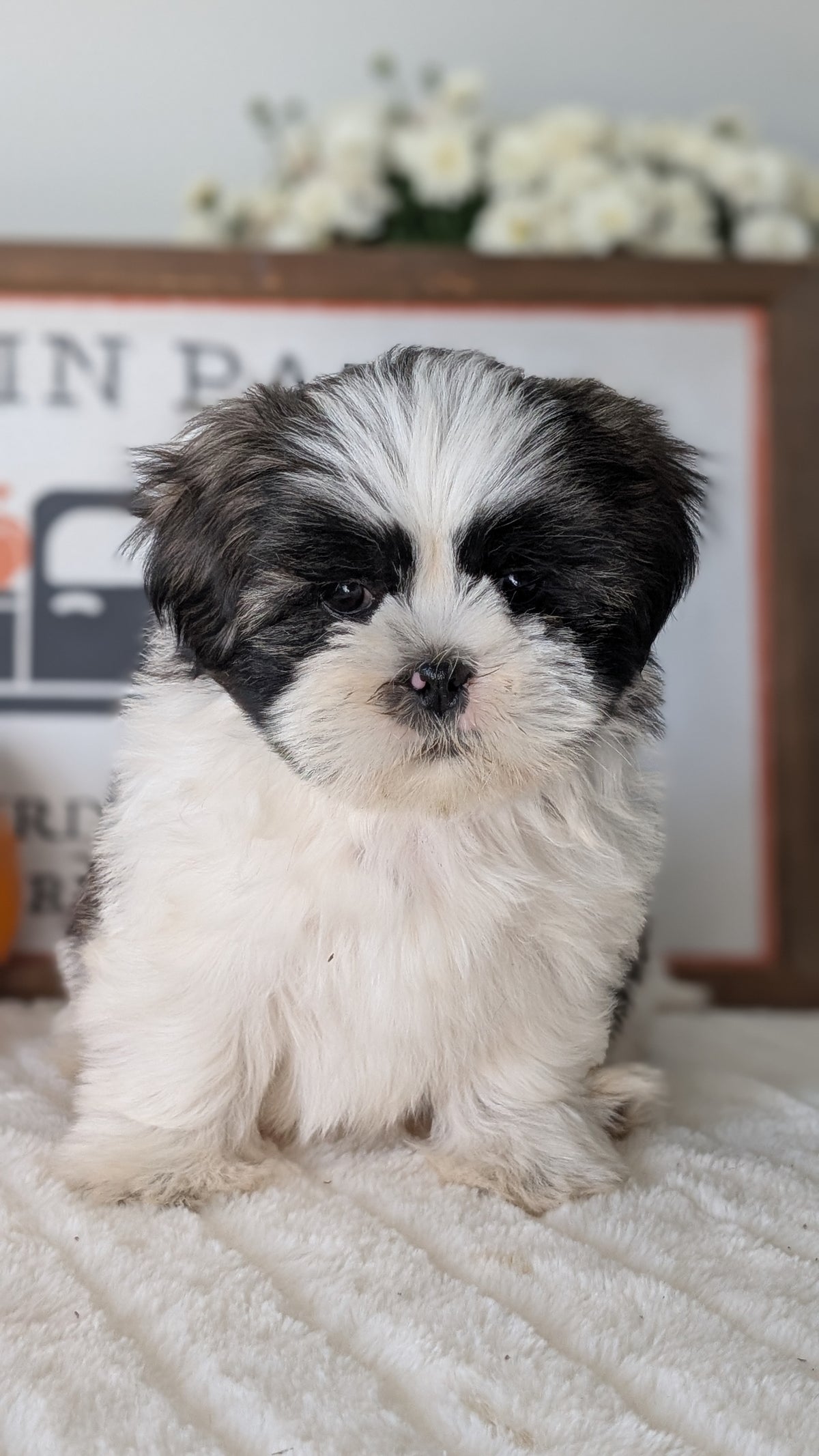 SHIH TZU (AUG 17) 2 FEMALES/3 MALES