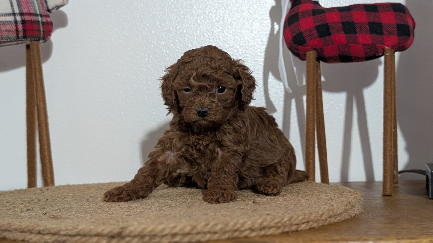 MINI POODLE (NOV 14) FEMALE
