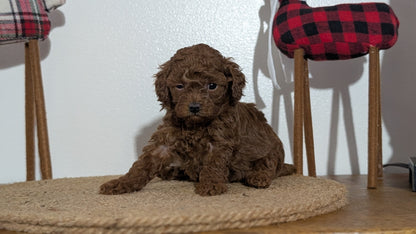 MINI POODLE (NOV 14) FEMALE