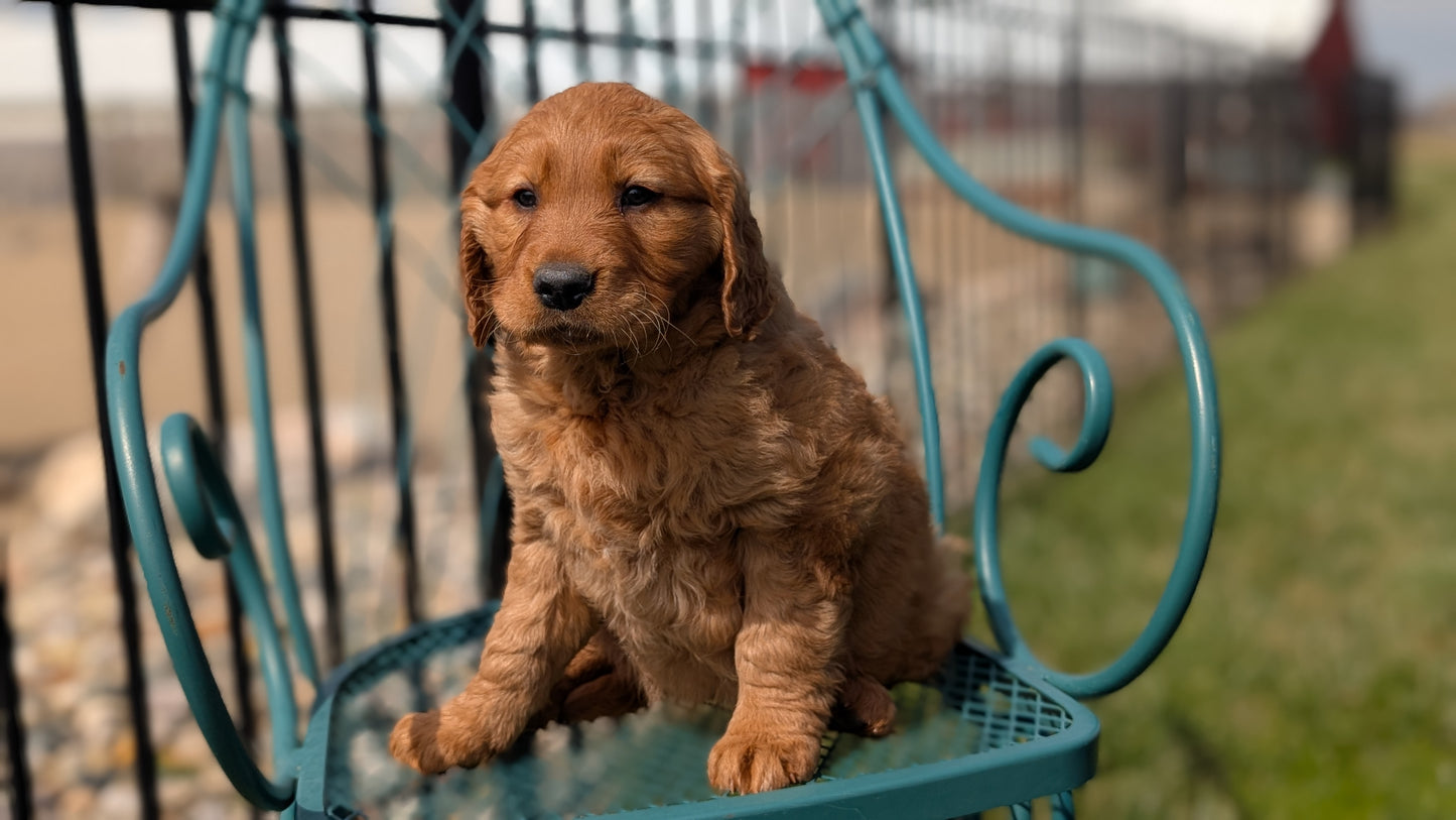 GOLDEN RETRIEVER (FEB 04) FEMALES