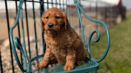 GOLDEN RETRIEVER (FEB 04) FEMALES