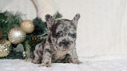 FRENCH BULLDOG (OCT 08) FEMALES