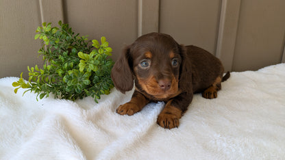 MINI DACHSHUND (02/21) FEMALE