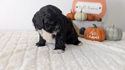 SHIHPOO (07/26) FEMALE