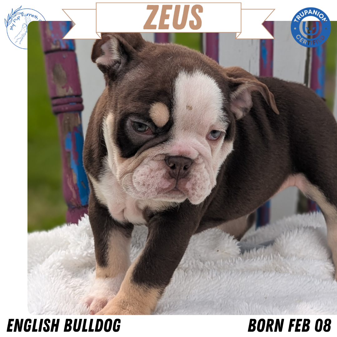 ENGLISH BULLDOG (FEB 09) MALES