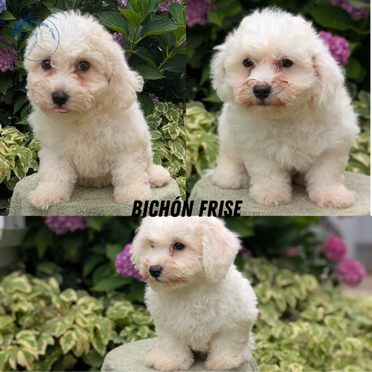 BICHON FRISE (06/19) FEMALE