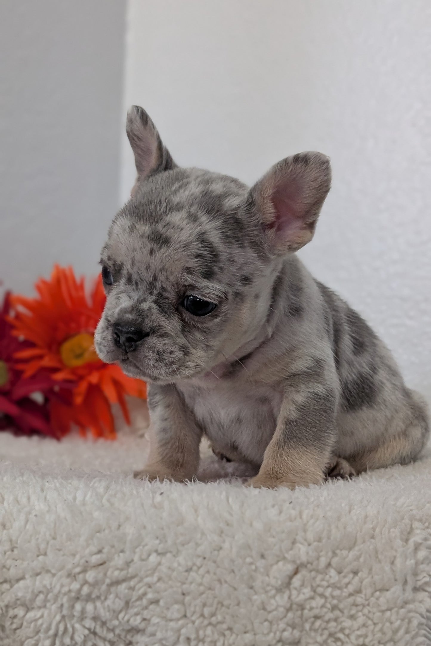 FRENCH BULLDOG (FEB 21) MALES