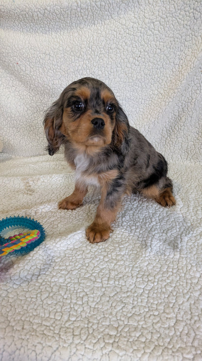 CAVALIER (12/22) FEMALE