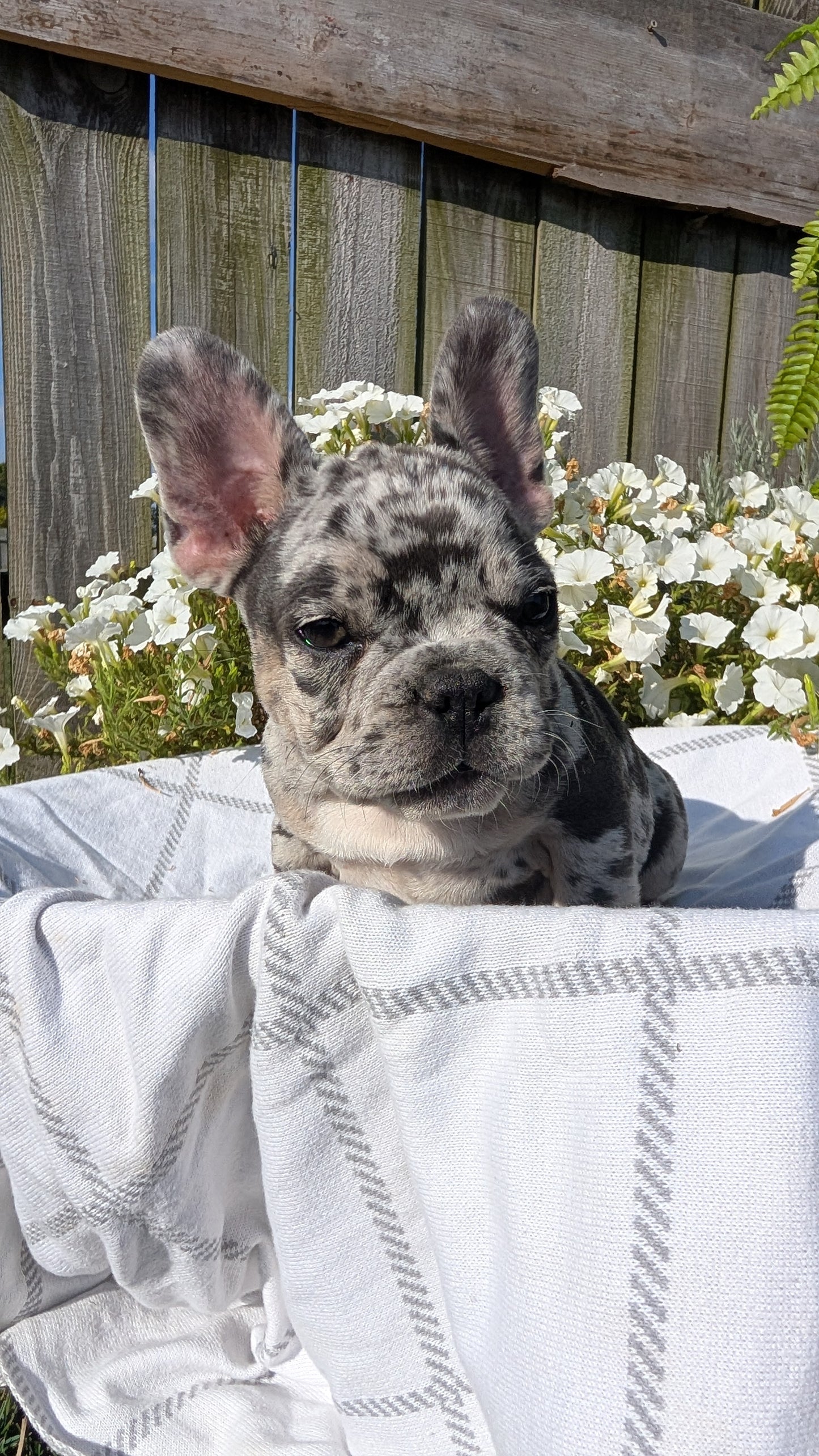 FRENCH BULLDOG (07/03) MALE