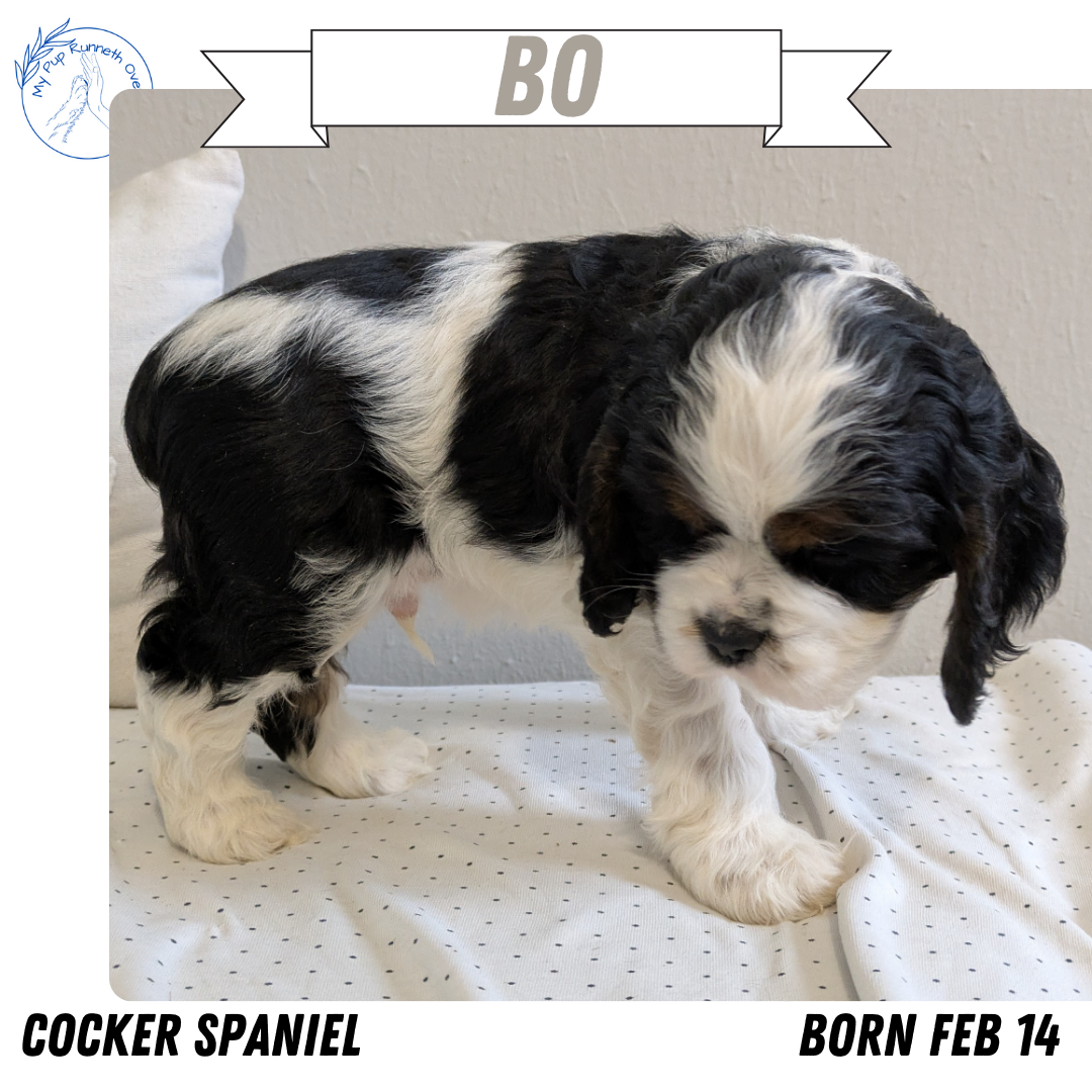 COCKER SPANIEL (02/14) MALE