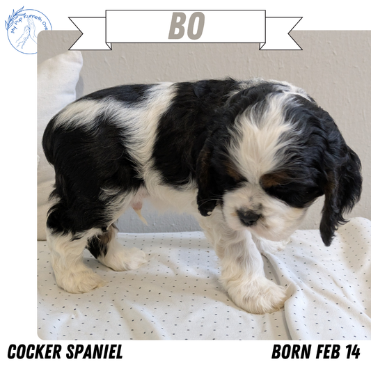 COCKER SPANIEL (02/14) MALE