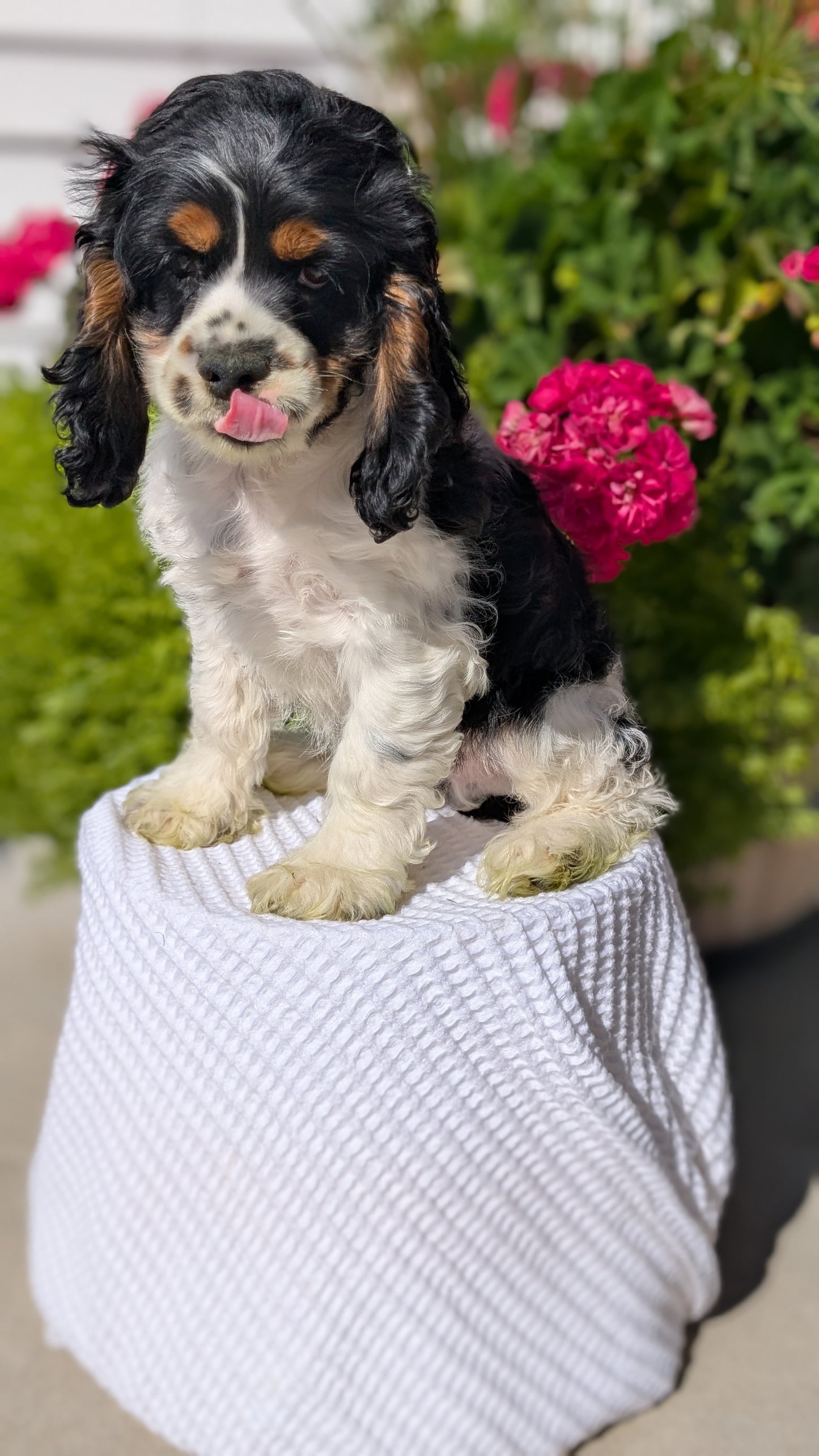 COCKER SPANIEL (07/17) MALE