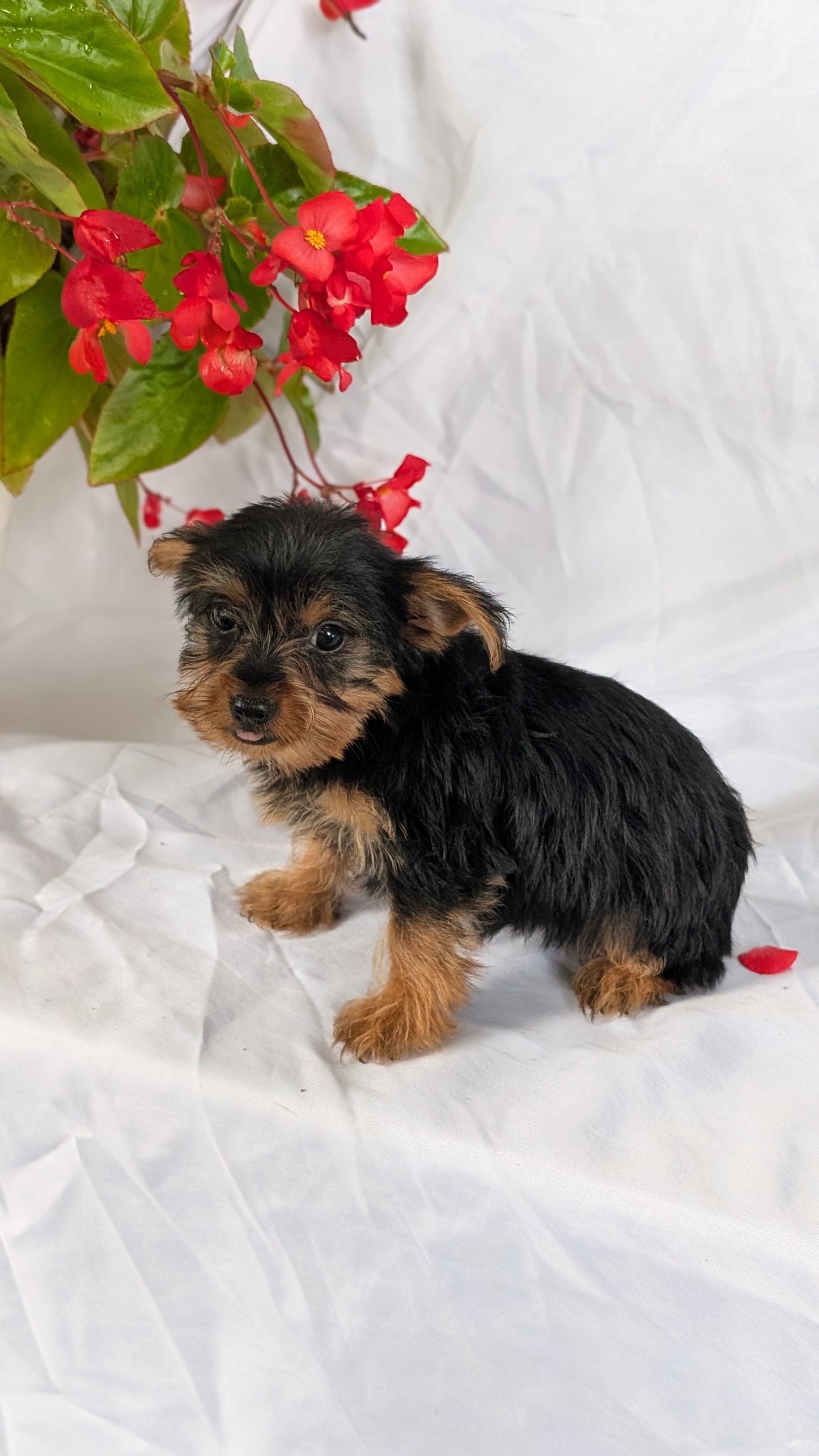 YORKSHIRE TERRIER (06/14) FEMALE