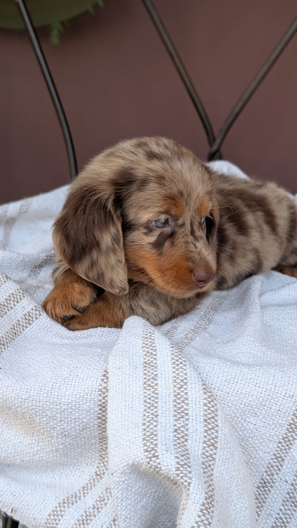 MINI DACHSHUND (MAY 26) FEMALE
