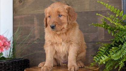 GOLDEN RETRIEVER (MAR 27) MALES