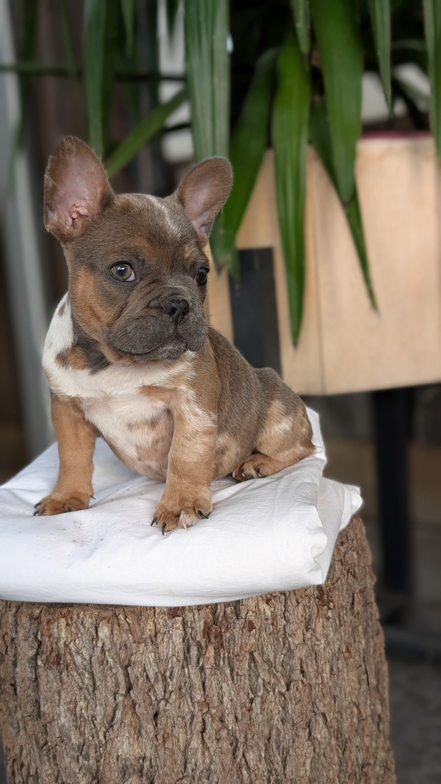 FRENCH BULLDOG (08/12) MALE